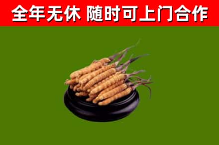 玉溪烟酒回收冬虫夏草.jpg